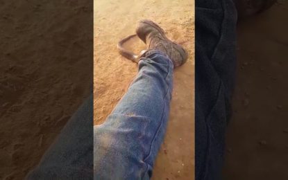 VIDEO: Graba el momento aterrador en que una serpiente mortal entra en su pantalón