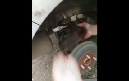 VIDEO: Una gata viajera recorre más de 100 kilómetros por Rusia debajo de un auto