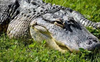 VIDEO: Capturan junto a una escuela de Florida a una caimán preñada