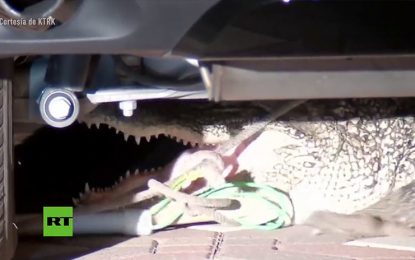 VIDEO: Una familia de Texas encuentra un caimán debajo de su auto