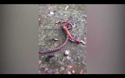“Carne de pesadilla”: Graban la batalla a muerte entre una serpiente y una escolopendra (VIDEO)