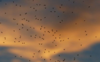 VIDEOS: Vecinos de una ciudad rusa temen salir a la calle por una invasión de mosquitos bíblica