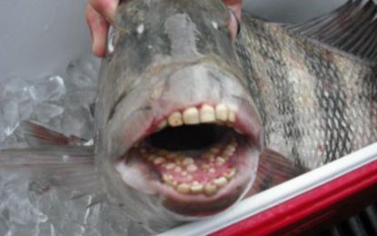 FOTO: Capturan en EE.UU. a un pez con dientes humanos y este ‘se presenta’ a los internautas