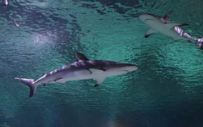 ¿El viejo y el mar? Un tiburón pasea a un pescador en un kayak (VIDEO)