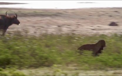 VIDEO: Dos leopardos se enfrentan en una furiosa y fulminante pelea