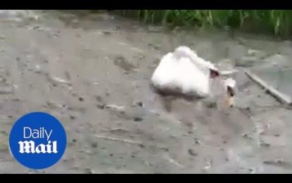 VIDEO: Un cisne intenta desesperadamente rescatar a su amigo enterrado en cieno