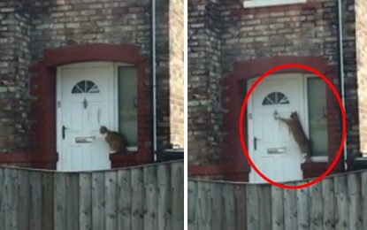 VIDEO: Un gato ‘cortés’ golpea la puerta de su casa para que lo dejen entrar