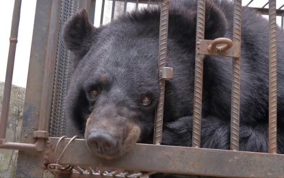 VIDEO: Una familia cría durante años a un oso en peligro de extinción creyendo que era un perro