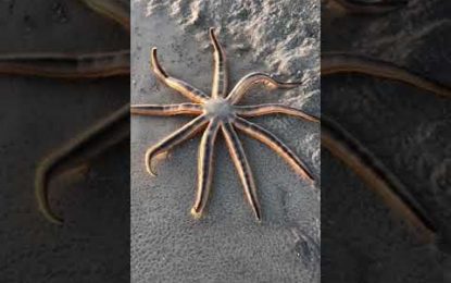 De paseo por la orilla: Avistan una inusual estrella de mar en una playa de Florida (VIDEO)