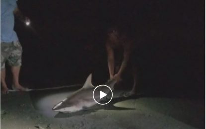 VIDEO: Un osado pescador arrastra a un tiburón vivo al agua por la cola