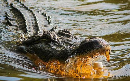 VIDEO: Un peligroso reptil acecha a un niño mientras juega con un cocodrilo inflable