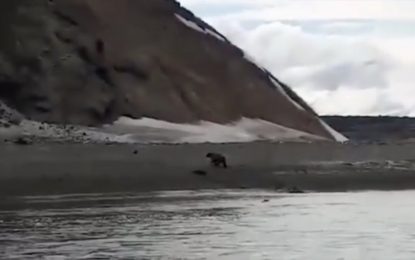VIDEO: Pescadores filman los últimos minutos de vida de su amigo, perseguido por un oso