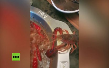 VIDEO: Un cangrejo se extirpa una tenaza en un desesperado intento por no ser cocinado vivo