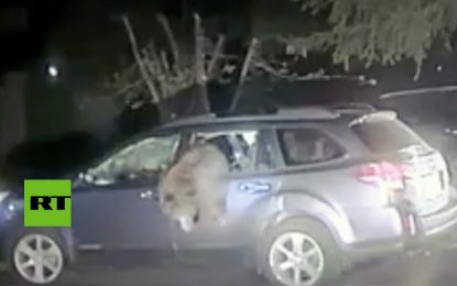 VIDEO: Un policía rescata a un oso atrapado dentro de un coche en EE.UU.