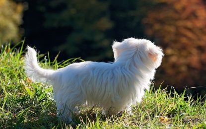 VIDEO: Hombre salva a un perro cuando este caía desde un noveno piso