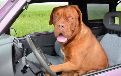 VIDEO: Una mujer se encierra en un coche para entender qué siente un perro cuando lo dejamos dentro