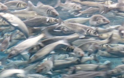 “¡Estoy siendo atacado por peces!” Miles de sardinas saltan del agua al barco de un pescador (VIDEO)