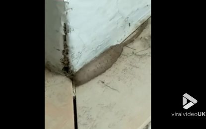 ¿Una rata, un gusano?: La apariencia de un extraño animal horroriza a una mujer (VIDEO)