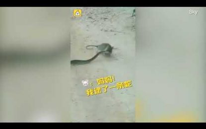 VIDEO: La insólita pelea entre una rata y una serpiente tiene un desenlace inesperado