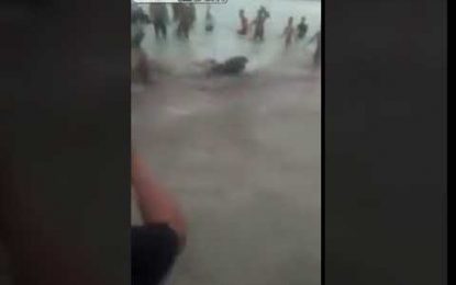VIDEO: Un tiburón intenta atacar a turistas en una playa (y en lugar de huir lo filman)