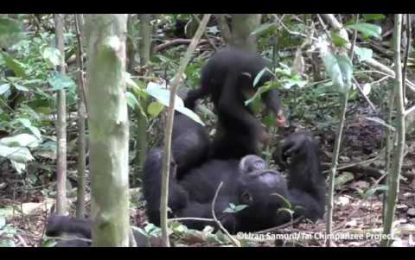 VIDEO: Chimpancé juega a los aviones con una cría (y hasta simula una turbulencia)