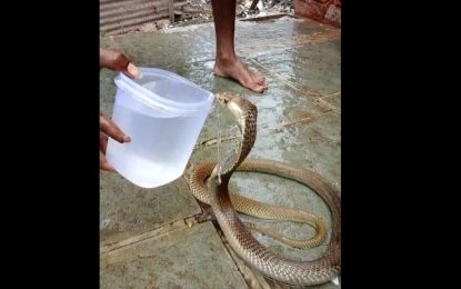 VIDEO: Cobra venenosa y sedienta acepta agua de las manos de sus ‘salvadores’