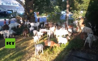 VIDEO: Decenas de cabras invaden una ciudad de EE.UU.