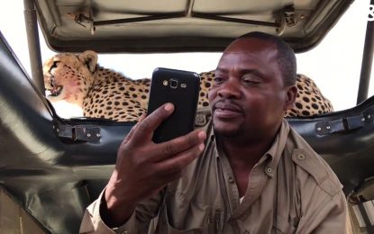 VIDEO: Se llevan el susto de sus vidas al saltar un guepardo sobre su auto y acaban tomándose selfis