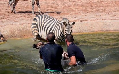 VIDEO: Los cuidadores de un zoo salvan a una cebra recién nacida de morir ahogada