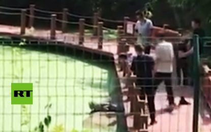 VIDEO: Turista chino patea a un cocodrilo en peligro de extinción “para que se mueva”