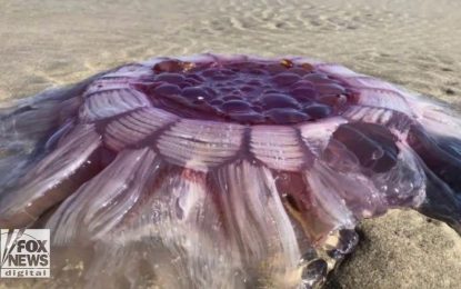 VIDEO: Una familia se sorprende al encontrar una enorme criatura “casi alienígena” en la playa