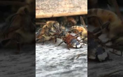 VIDEO: Unas abejas se apresuran a limpiar a una compañera que se cayó a un depósito de miel