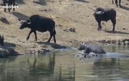 ‘Al enemigo ni agua’: Un pequeño hipopótamo espanta a varios búfalos de su charca (VIDEO)