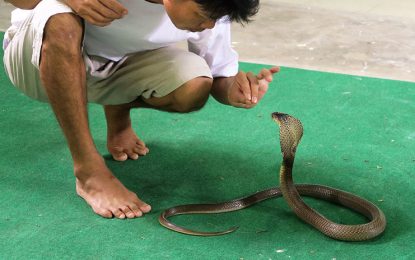 VIDEO: Un bombero tailandés muestra cómo domar una cobra que penetra en una casa