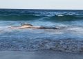 VIDEO: Enorme tiburón tigre se tumba en la playa para comer