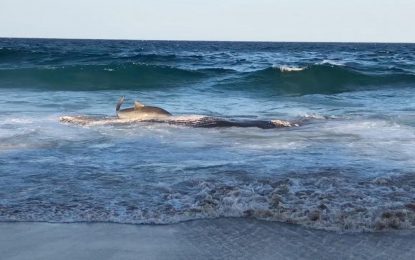 VIDEO: Enorme tiburón tigre se tumba en la playa para comer