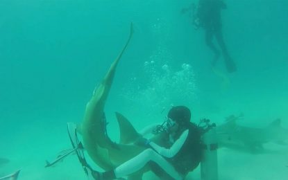 VIDEO: Un buceador ‘lucha’ con un tiburón para quitarle los anzuelos de la boca