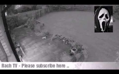 VIDEO: Un “gato fantasma” pasea por un patio segundos antes de desaparecer