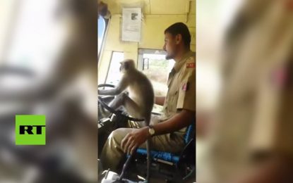 VIDEO: Un mono ‘conduce’ un autobús con pasajeros en la India