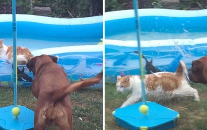 Gato termina dentro de una piscina inflable tras ser empujado por un perro