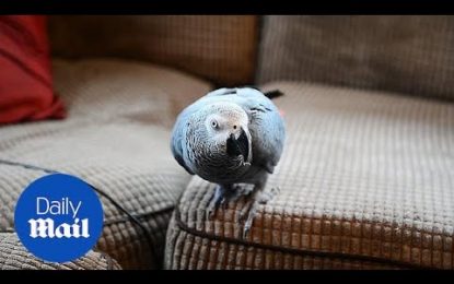 VIDEO: Loro que imita perfectamente una alarma de humo moviliza a un departamento de bomberos