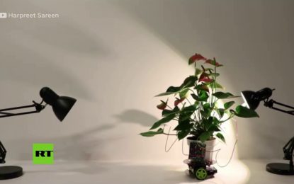 VIDEO: Crean una planta-robot capaz de desplazarse en busca de luz