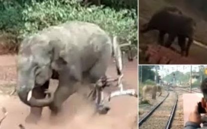 VIDEO: Un elefante salvaje enfurecido ataca una zona residencial