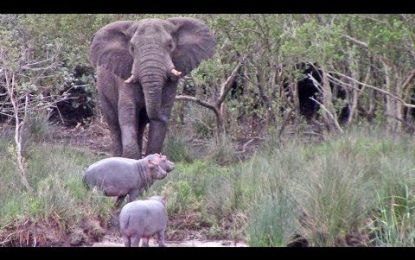 VIDEO: Un elefante se enfrenta a tres hipopótamos por el territorio