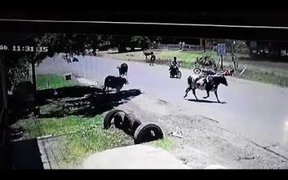 VIDEO: ‘ Vaca kung fu’ derriba a una moticiclista al darle una impresionante patada