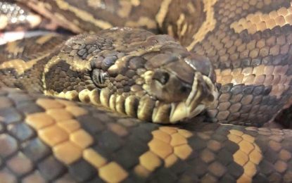VIDEO: Rescatan a una serpiente pitón con más de 500 garrapatas pegadas al cuerpo