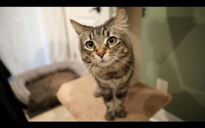 VIDEO: Alquila en California un estudio para dos gatas por 1.500 dólares al mes