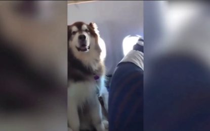 VIDEO: Este tierno pasajero aéreo de cuatro patas causa furor en China