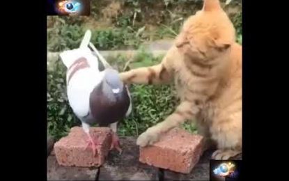 VIDEO: Se viraliza la amistosa pelea entre una paloma y un gato