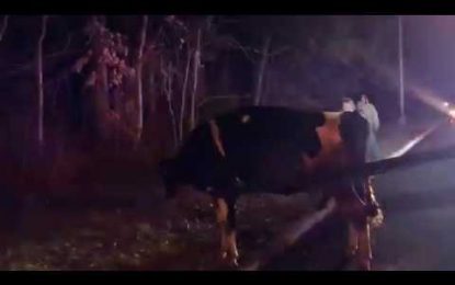 VIDEO: Una vaca escapa de un matadero en EE.UU. y pare en un refugio